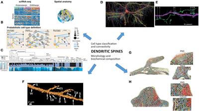 Unraveling Brain Microcircuits, Dendritic Spines, and Synaptic Processing Using Multiple Complementary Approaches